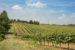 Strada provinciale, Francavilla Bisio, Alessandria